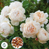 50 Heirloom Wollerton Old Hall English Rose flower Bonsai Garden Seeds